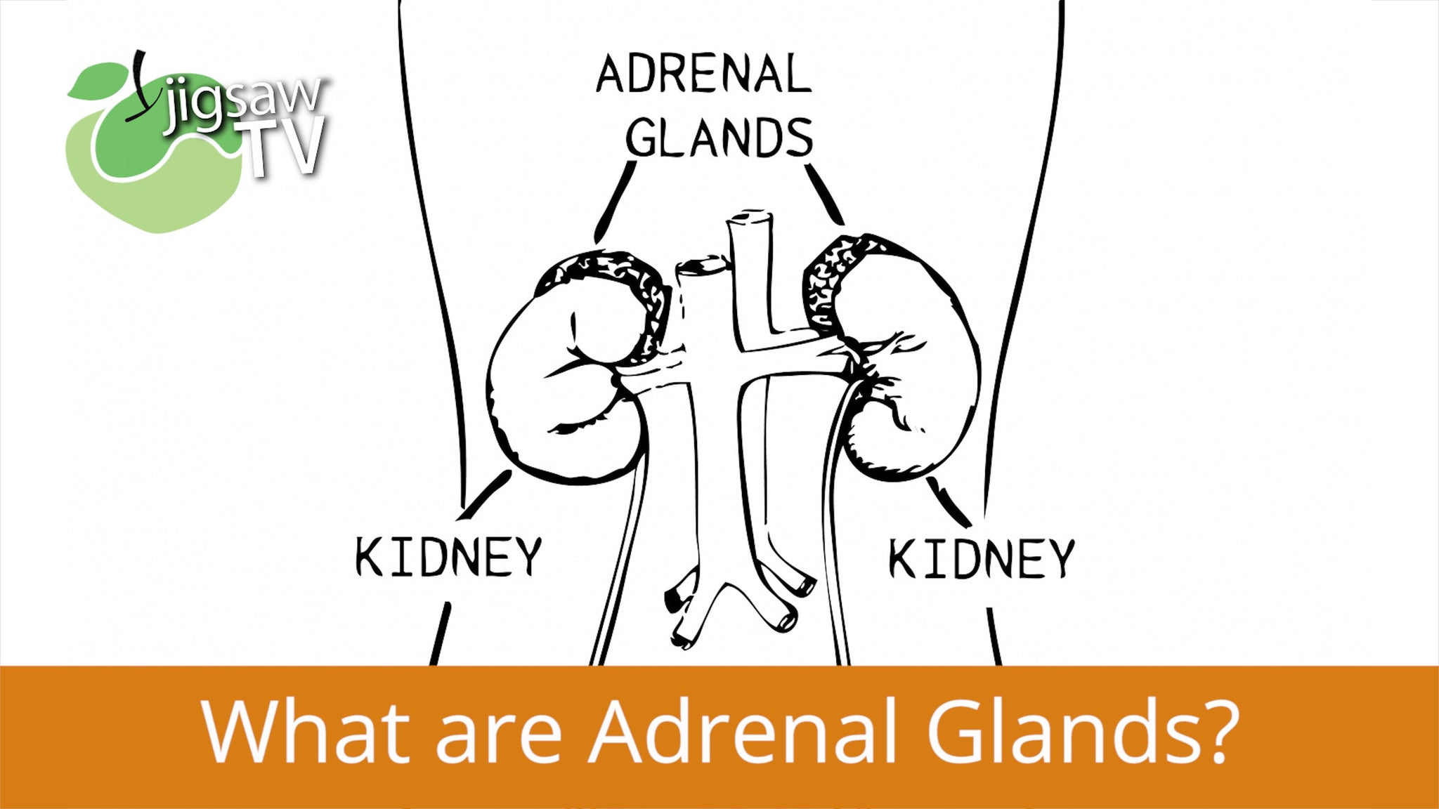 What are Adrenal Glands?