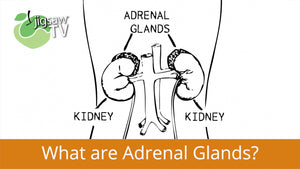 What are Adrenal Glands?